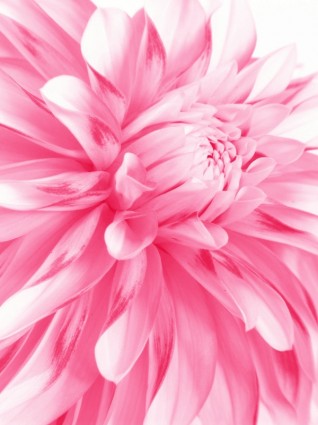 rosa Blumen Closeup hoch Bild
