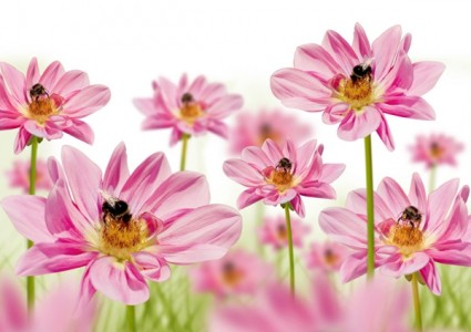 fleurs roses avec image hd abeilles