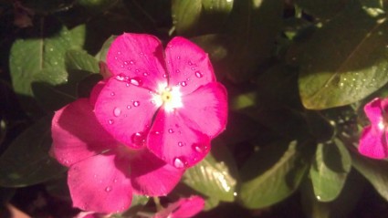 Pink Flowers With Dew