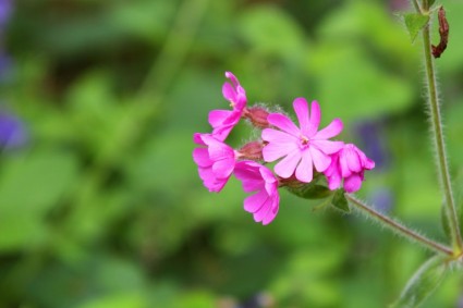 flor-de-rosa da floresta