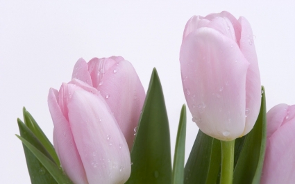 Pink tulips segar wallpaper bunga alam
