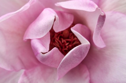 Rosa flores del jardín