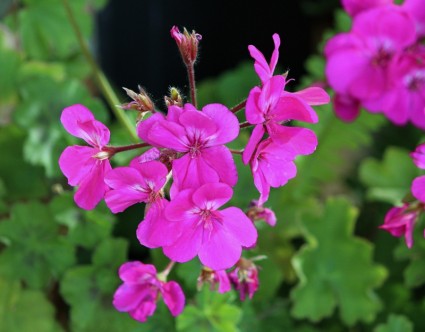 planta de flores cor de rosa gerânio