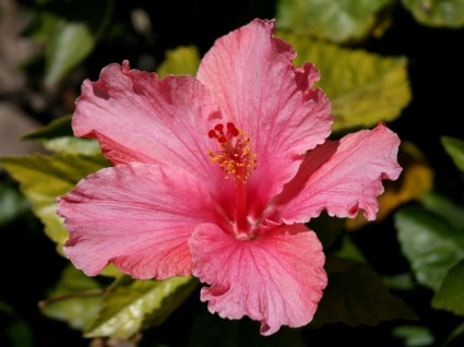 fleur d'hibiscus rose