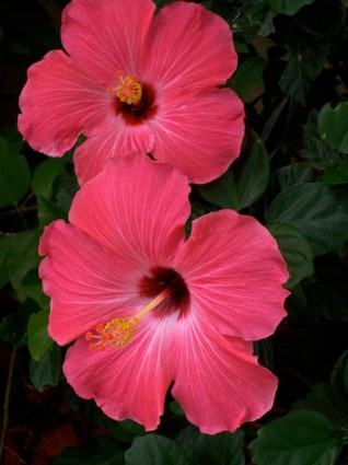 bunga kembang sepatu merah muda