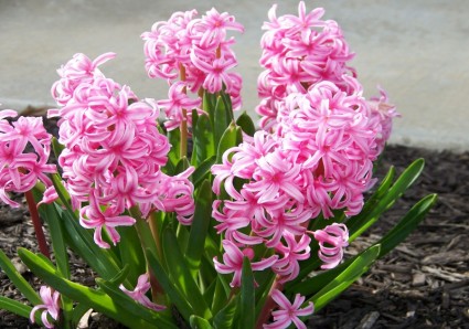 màu hồng hyacinths