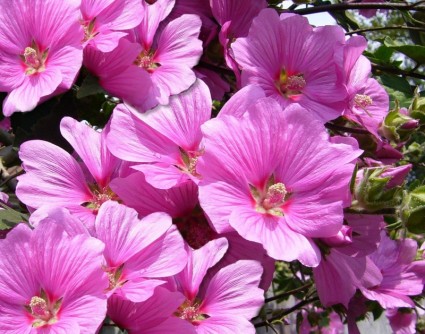 Pink mallow bunga bunga