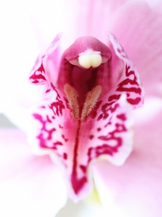 rosa orquídea