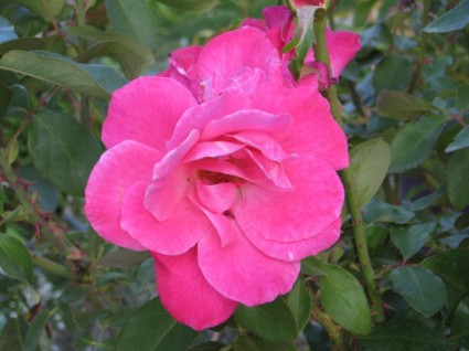 rosa petunia