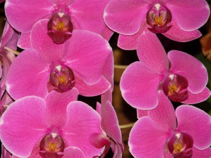 Orquídea phalaenopsis rosa rosa