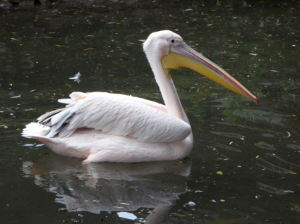 Розовый пеликан розовый пеликан