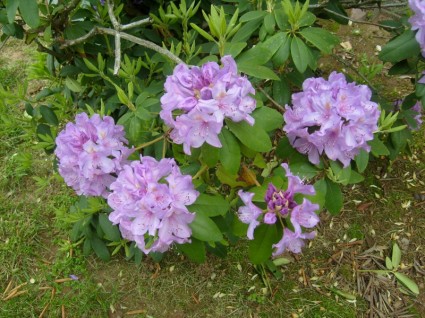 rhododendrons roses