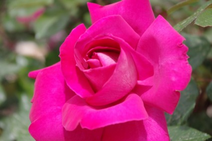 粉紅色的玫瑰