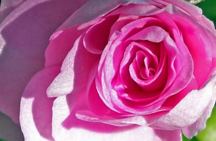 mawar merah muda