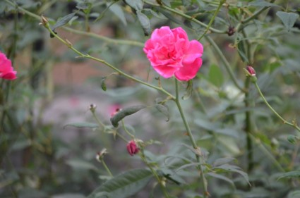 Róża różowy