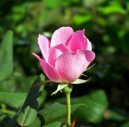 粉紅色的玫瑰