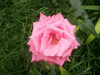 Róża różowy