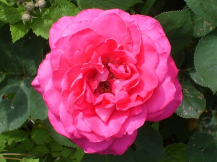 mawar merah muda