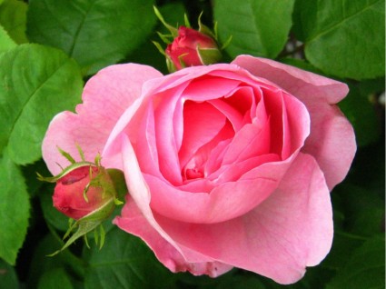 boccioli e rose rosa