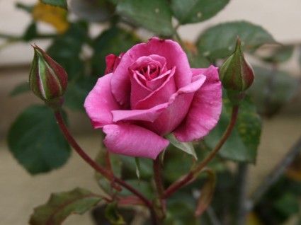 mawar merah muda dan dua tunas