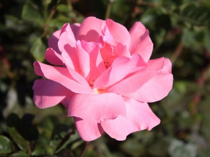 rosa rosa Blüte