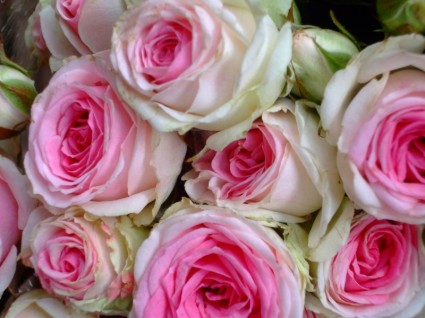 bouquet de rose rose