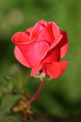 粉紅色的玫瑰花苞