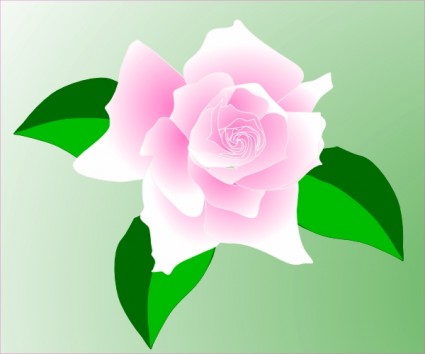 粉紅色的玫瑰剪貼畫