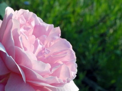 closeup mawar merah muda