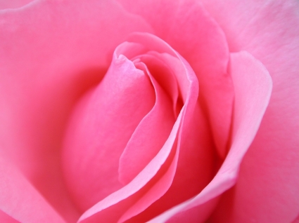 makro mawar merah muda wallpaper bunga alam