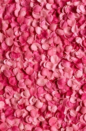 粉紅色的玫瑰花瓣背景圖片