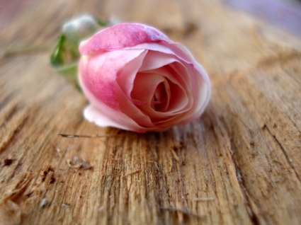 rosa rosa Tapete Blumen Natur