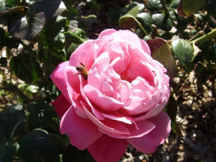 ピンクのバラは蜂