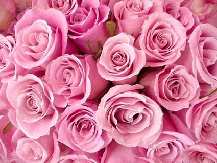 imagem de fundo de rosas rosa