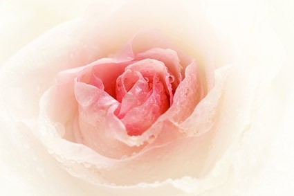 gambar closeup mawar merah muda