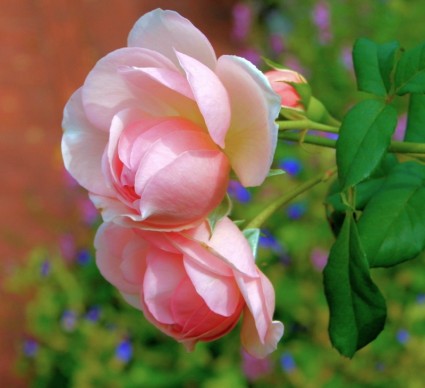 粉紅色玫瑰花朵的芬芳