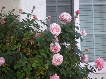 rose rosa su bush