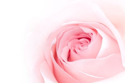 รูปภาพดอกกุหลาบสีชมพู