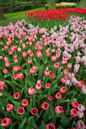 tulipanes rosa