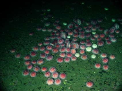 màu hồng urchin biển đại dương