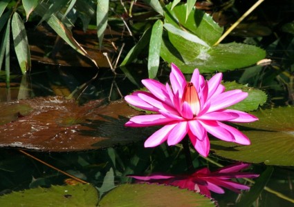 ピンクのスイレンの水生植物の花