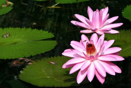 زنبق الماء الوردي عسل النحل لوحة زنبق زنبق