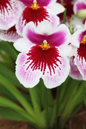 orquídea branca-de-rosa