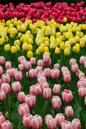 Pink tulips kuning dan merah
