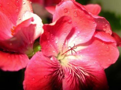 粉紅色斑馬天竺葵