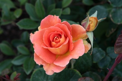pinkorange mawar mekar dengan bud
