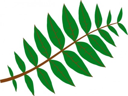 clipart de feuilles pennées