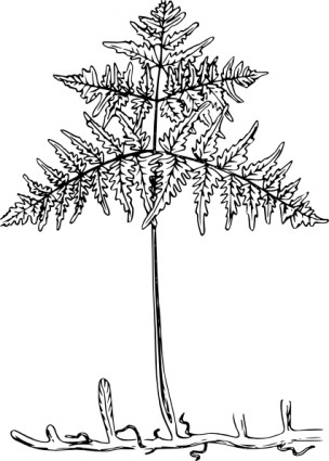 planta clip-art