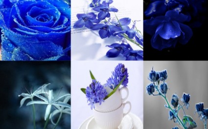 Plantez des fleurs hd photo l'élégance discrète du bleu
