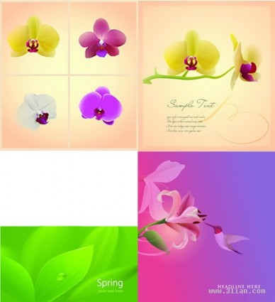 Pflanzen-Blumen-Vektor